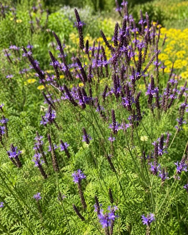 Kanári levendula - Lavandula canariensis